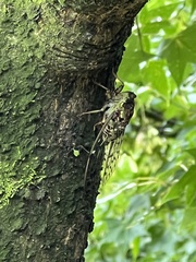 Tanna sozanensis