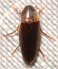 Anisoxya glaucula