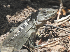 Ctenosaura bakeri
