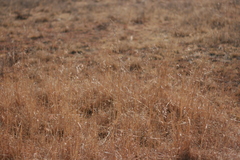 Andropogon appendiculatus