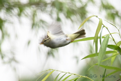 Phylloscopus coronatus