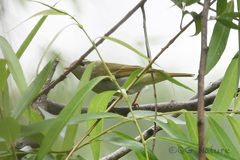 Phylloscopus coronatus