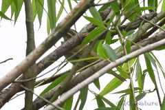 Phylloscopus coronatus