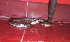 Mastigodryas melanolomus