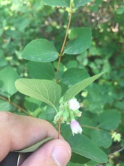 Symphoricarpos