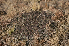 Euphorbia clavarioides