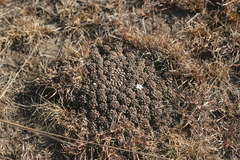 Euphorbia clavarioides