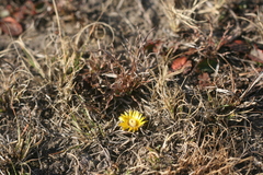 Nananthus vittatus