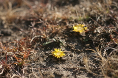 Nananthus vittatus
