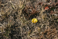 Nananthus vittatus