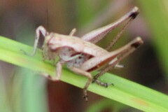Pholidoptera griseoaptera