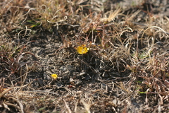 Nananthus vittatus