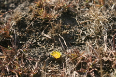 Nananthus vittatus