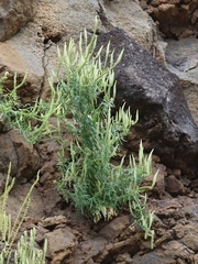 Reseda luteola image