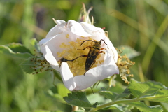 Typocerus octonotatus