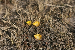 Nananthus vittatus