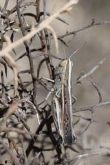 Ramburiella hispanica