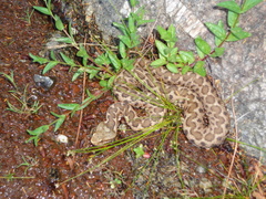 Vipera aspis hugyi