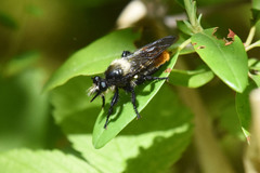 Laphria janus