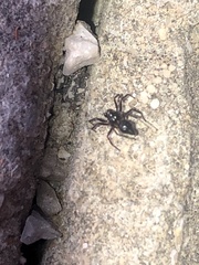 Euryopis episinoides