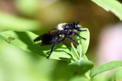 Laphria janus