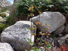 Scrophularia trifoliata