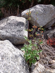 Scrophularia trifoliata