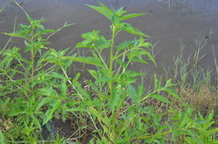 Ludwigia erecta