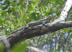 Ctenosaura bakeri