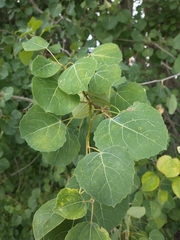 Populus tremula