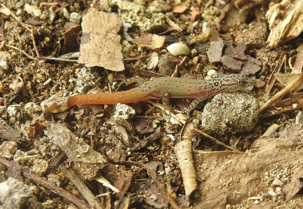 Lesser Gecko Utila Lesser Gecko from Utila, Honduras on June 4, 2022 at 12:39 PM by ...