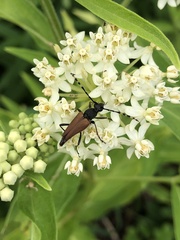 Trigonarthris subpubescens