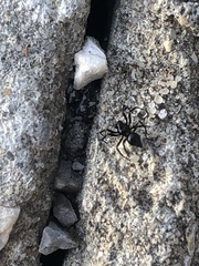 Euryopis episinoides