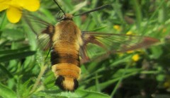 Hemaris aethra