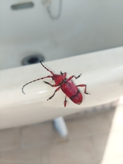 Dicelosternus corallinus