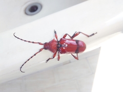 Dicelosternus corallinus