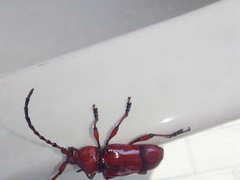 Dicelosternus corallinus