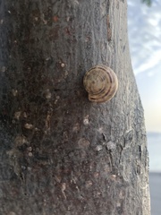 Theba pisana