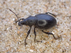 Otiorhynchus atroapterus