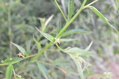 Ludwigia erecta