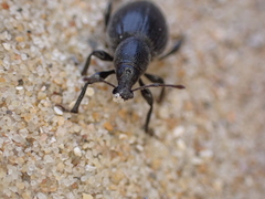 Otiorhynchus atroapterus