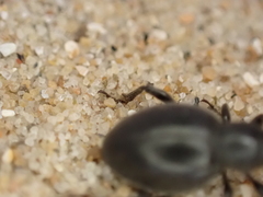 Otiorhynchus atroapterus