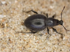 Otiorhynchus atroapterus