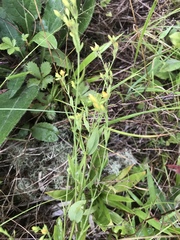 Hypericum virgatum