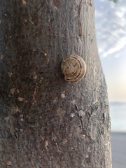 Theba pisana