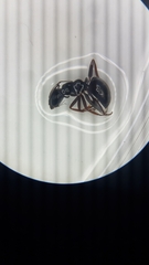 Formica lemani