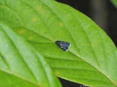 Menesta tortriciformella