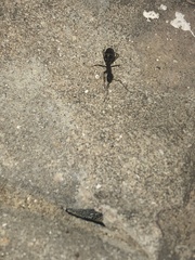 Camponotus barbaricus
