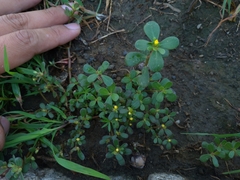 Portulaca oleracea