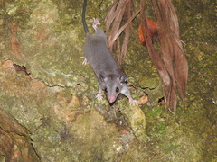 Ototylomys phyllotis